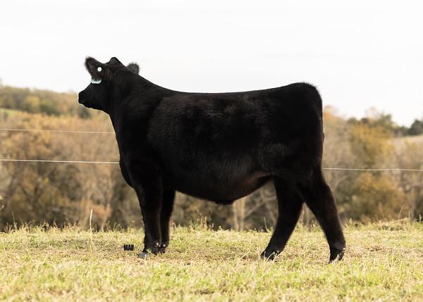 Photo 2 of Angus steer — Linwood, NE