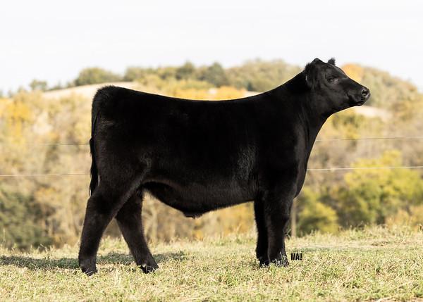 Photo 1 of Angus steer — Linwood, NE
