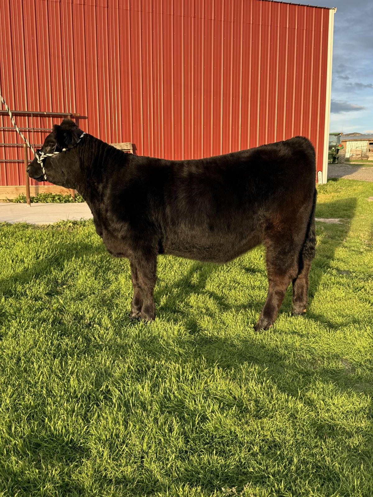 Photo 1 of Maine-Tainer heifer — Montrose, CO