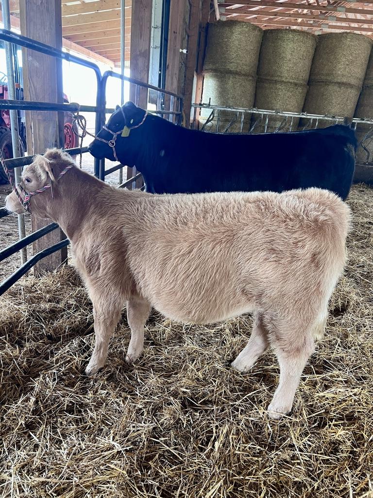 Photo 1 of Other heifer — York Springs, PA