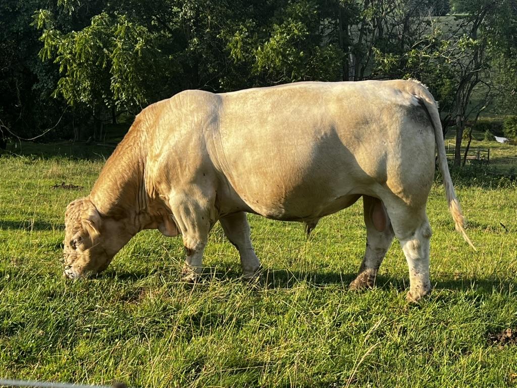 Photo 4 of Other heifer — York Springs, PA
