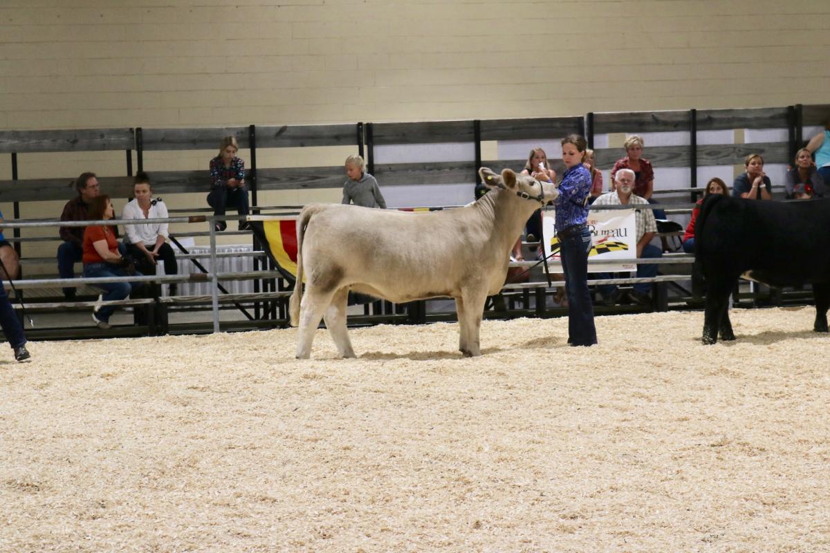 Photo 3 of Other heifer — York Springs, PA