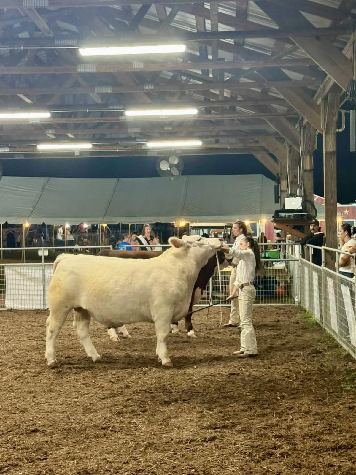 Photo 2 of Other heifer — York Springs, PA