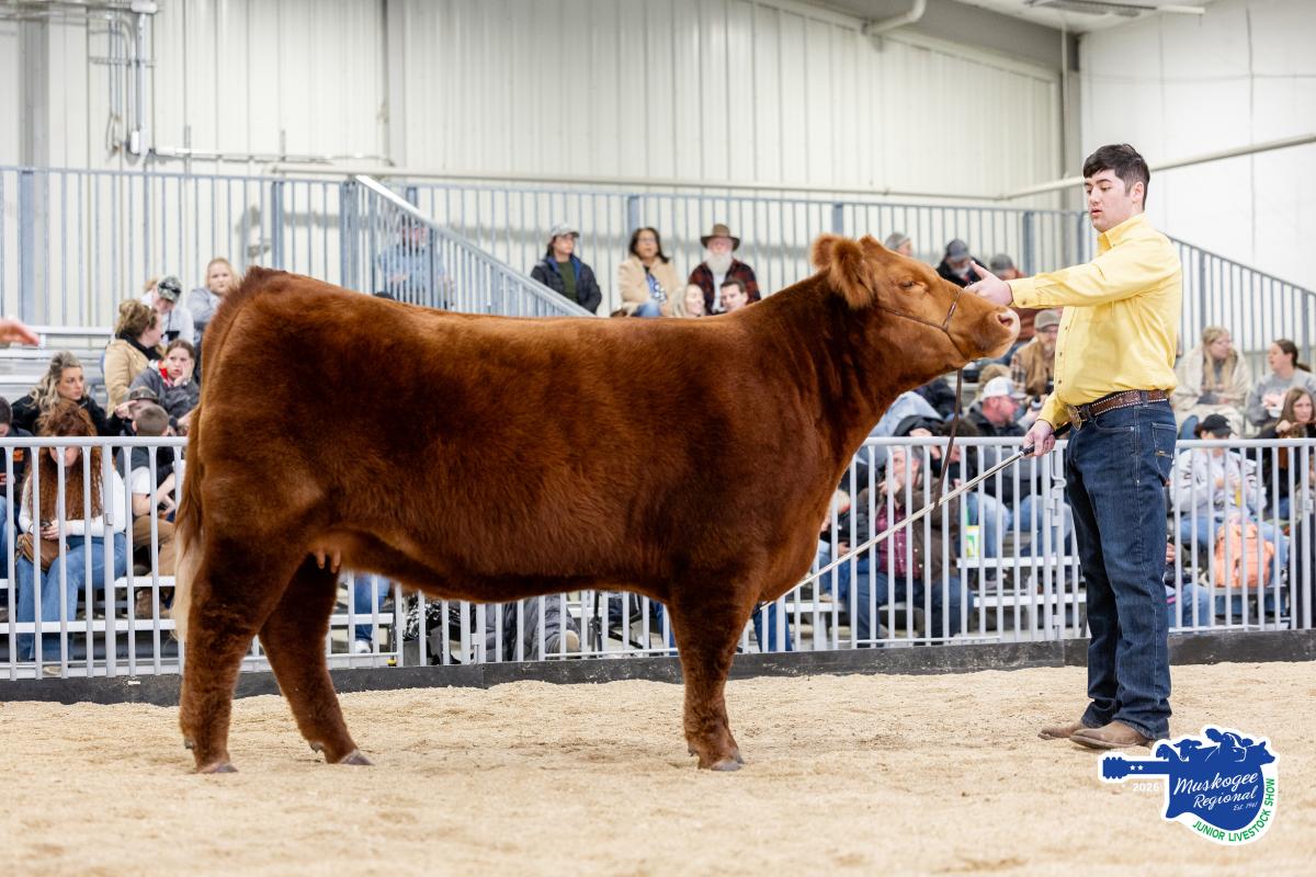 Photo 4 of Crossbred bull — Eufaula, OK