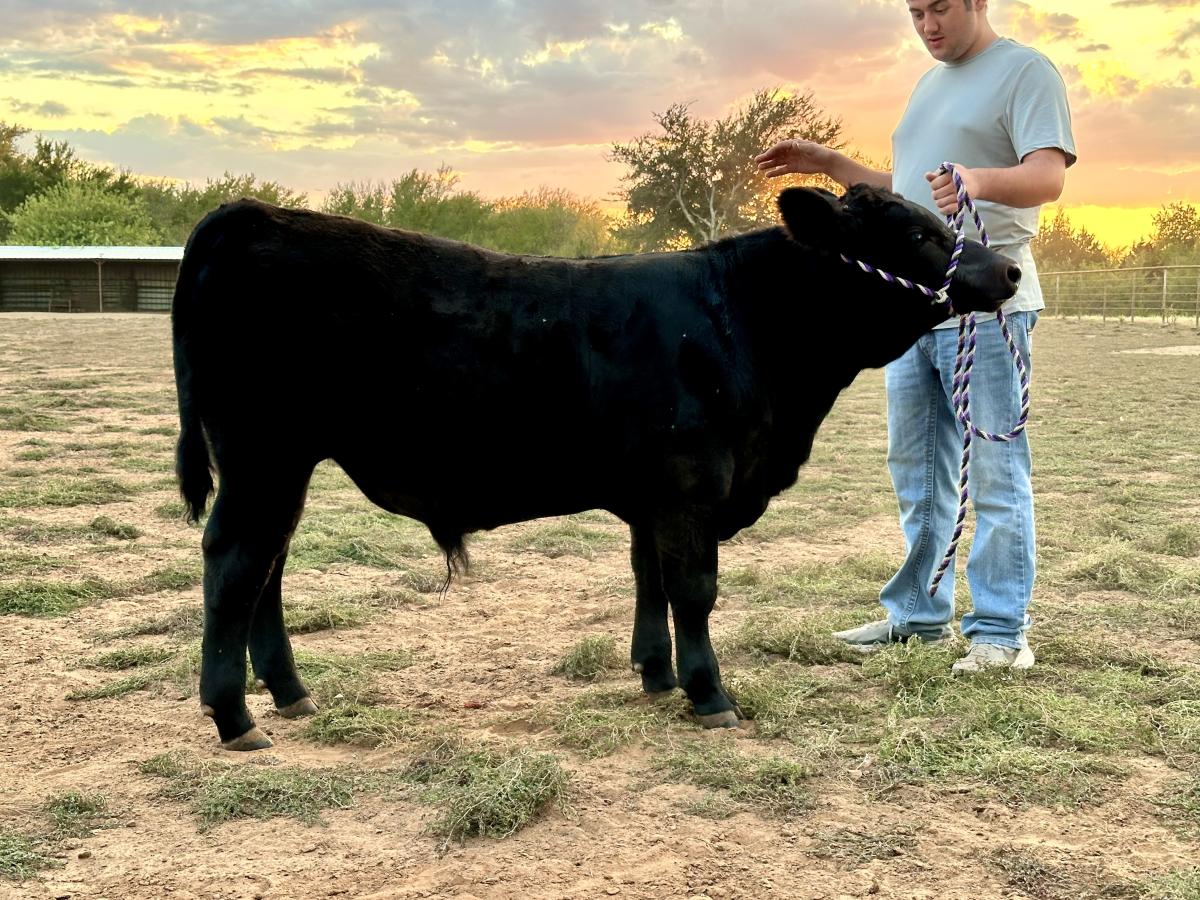 Photo 2 of Crossbred bull — Eufaula, OK