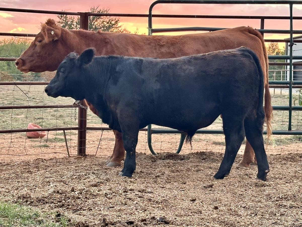 Photo 1 of Crossbred bull — Eufaula, OK