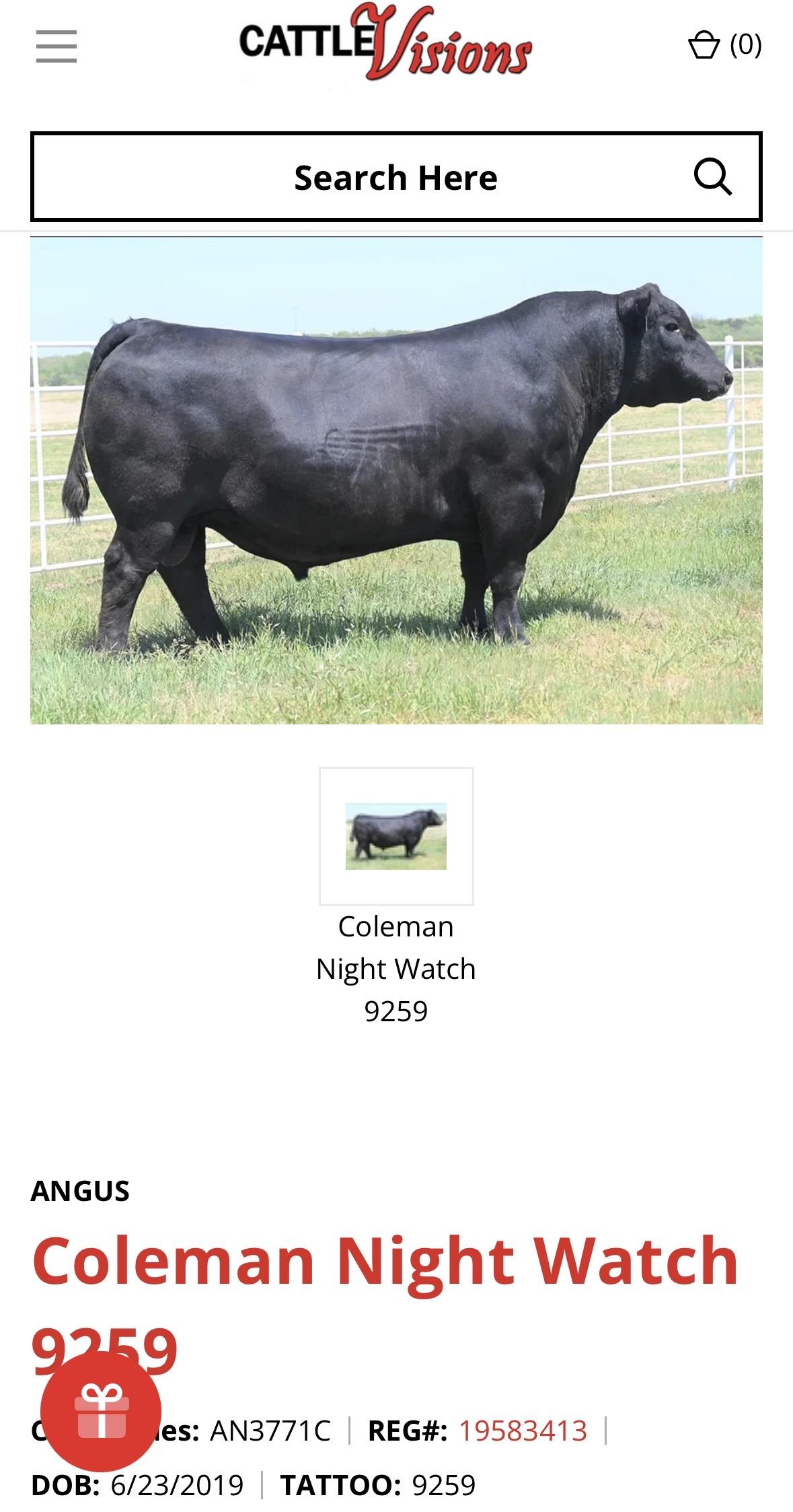 Photo 3 of Crossbred bull — Eufaula, OK
